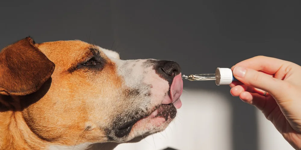 best cbd for dogs
