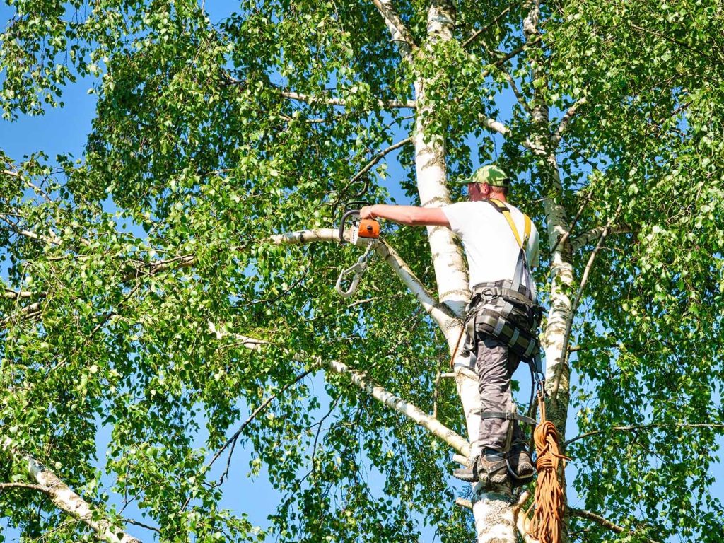 largo tree removal
