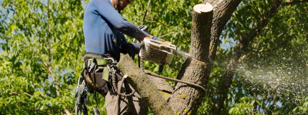 Tree Surgeon Service